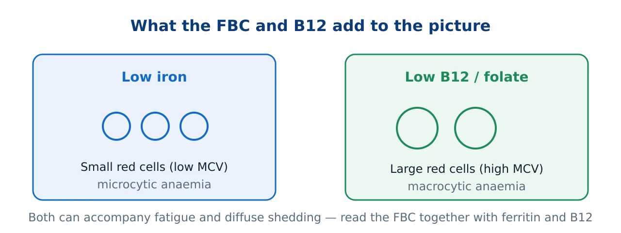 Two-panel figure showing that low iron tends to make red cells small on the Full Blood Count while low B12 or folate tends to make them large, and both link to hair shedding