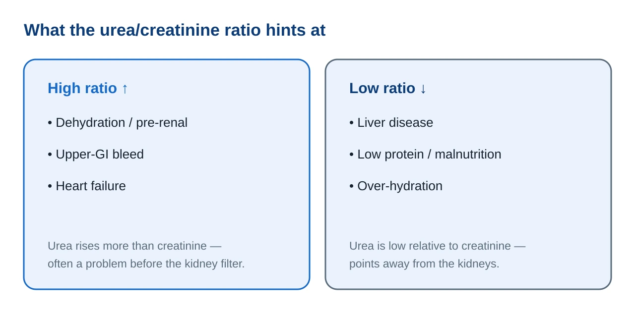 Panel showing that a high urea to creatinine ratio suggests dehydration, pre-renal causes, upper gastrointestinal bleeding or heart failure, while a low ratio suggests liver disease, low protein or malnutrition, or over-hydration