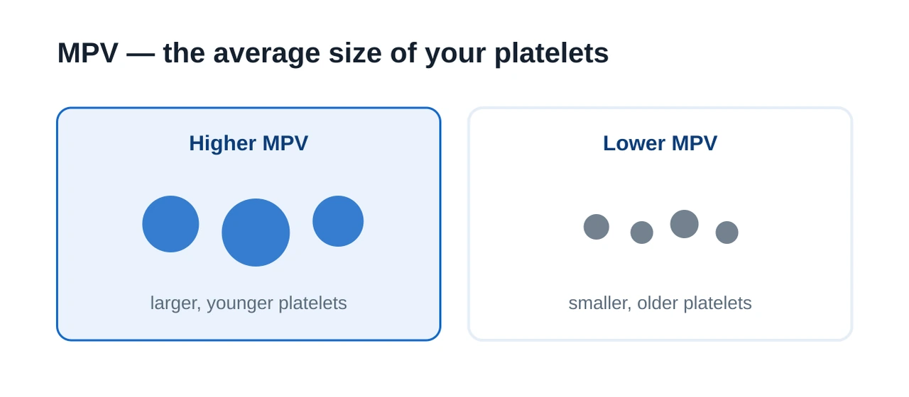 Diagram explaining mean platelet volume, showing larger younger platelets linked to a higher MPV and smaller older platelets linked to a lower MPV