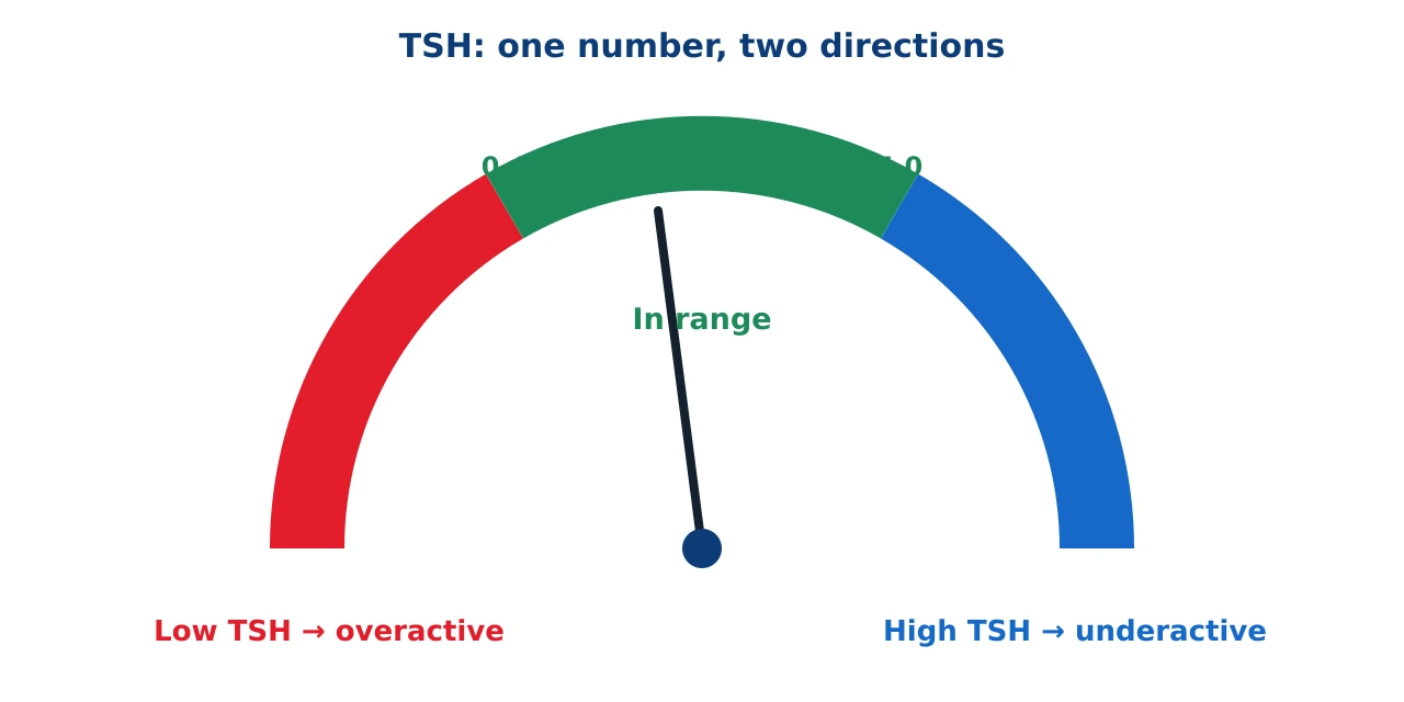 A semicircular gauge for TSH. The left arc is red and labelled low TSH, overactive thyroid. The middle arc is green and labelled in range 0.4 to 4.0. The right arc is blue and labelled high TSH, underactive thyroid. A needle points to the green in-range zone.