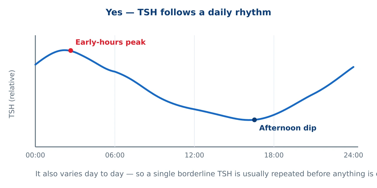 A line graph of TSH across 24 hours. TSH is higher overnight and in the early morning, peaks in the small hours, dips through the afternoon, and rises again towards midnight, showing a daily rhythm.