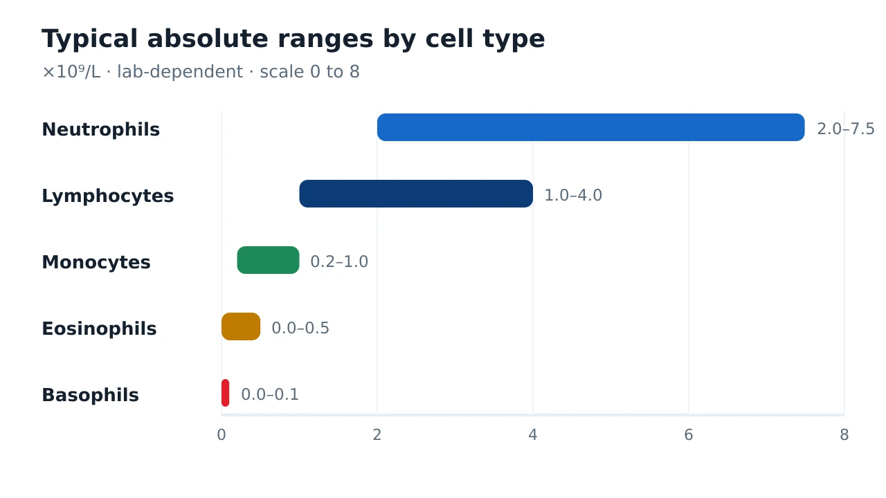 Horizontal bar chart of typical absolute reference ranges for the five white cell types: neutrophils about 2.0 to 7.5, lymphocytes about 1.0 to 4.0, monocytes about 0.2 to 1.0, eosinophils about 0.0 to 0.5 and basophils about 0.0 to 0.1 times ten to the ninth per litre