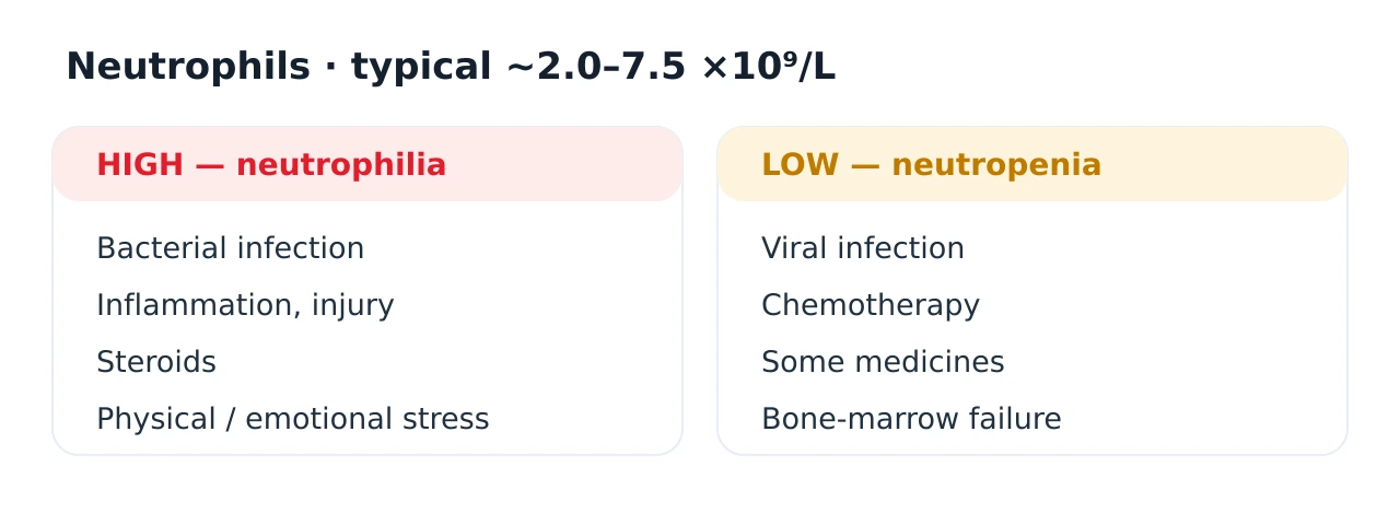 Panel contrasting neutrophilia, a high neutrophil count from bacterial infection, inflammation, steroids and stress, with neutropenia, a low neutrophil count from viral infection, chemotherapy and marrow failure