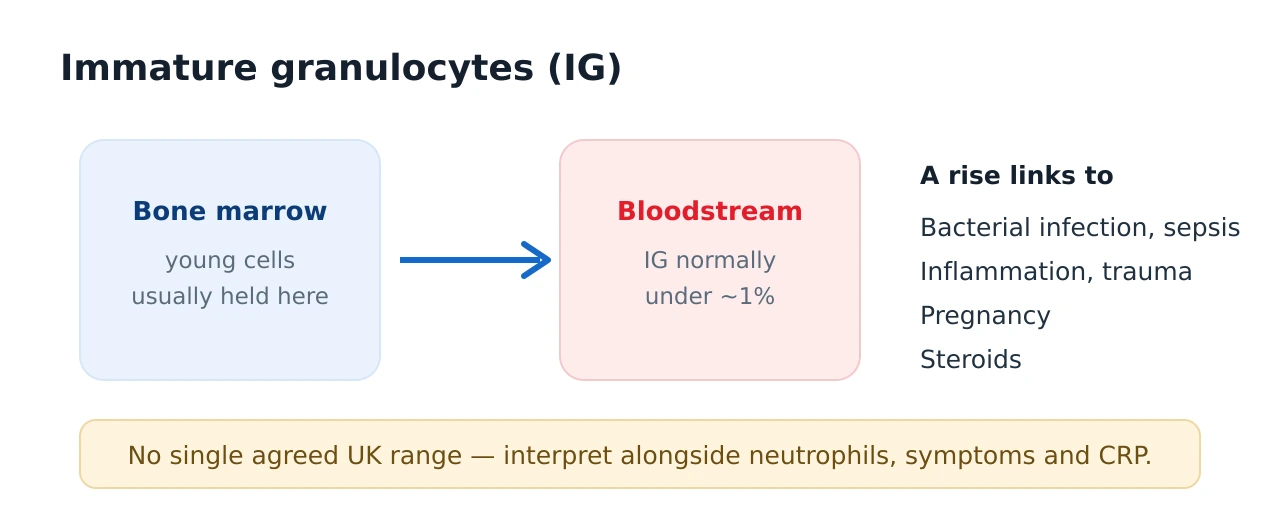 Explainer panel: immature granulocytes are young neutrophil-family cells normally kept in the bone marrow; a small number under about one percent can appear in blood, and a rise is linked to bacterial infection, sepsis, inflammation, trauma, pregnancy and steroids, with no single agreed UK range